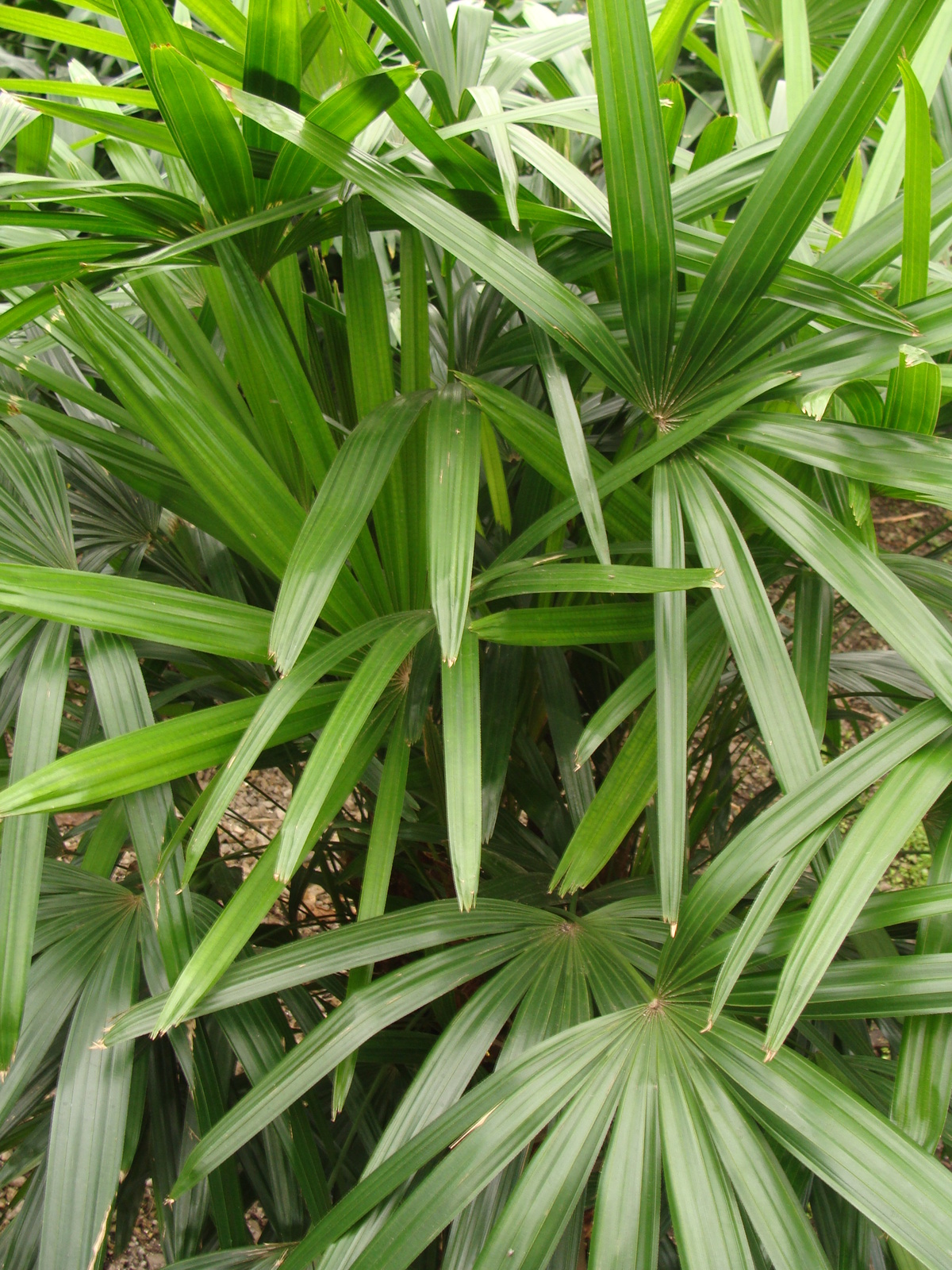 Palm Rhapis Plant